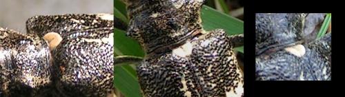 Réf. 243 475 : Monochamus sutor