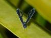 243667 – Photo : Didier Levasseur – Thaïlande