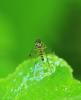 243749 – Photo : Oryctes – France (59)