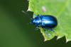 243429 – Photo : Pierre Duhem – France (73)