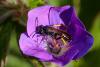 243763 – Photo : Pierre Duhem – France (73)
