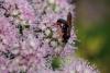 243393 – Photo : Pierre Duhem – France (73)