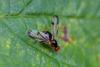 243384 – Photo : Pierre Duhem – France (73)