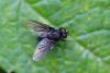243387 – Photo : Pierre Duhem – France (73)