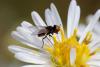 243251 – Photo : Pierre Duhem – France (95)