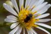 243250 – Photo : Pierre Duhem – France (95)