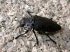 243649 – Photo : Arthropa - Benoit Martha – France (20)
