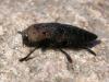 243645 – Photo : Arthropa - Benoit Martha – France (20)