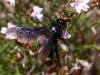243650 – Photo : Arthropa - Benoit Martha – France (20)
