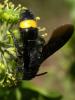 243653 – Photo : Arthropa - Benoit Martha – France (20)