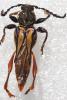 243178 – Photo : Bernard Perthuis – Guyane française