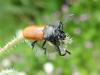 243094 – Photo : Catherine Taisne – France (20)