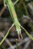 243853 – Photo : Bernard Saquet – France (12)
