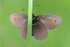 243020 – Photo : Stephane FERNANDES – France (74)