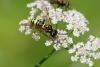 243001 – Photo : Michel Ehrhardt – France (68)