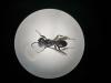 Miscophus concolor