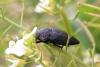 243447 – Photo : Stephane FERNANDES – France (30)