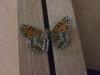 243696 – Photo : Limenitis78 – France (66)