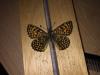 243697 – Photo : Limenitis78 – France (66)