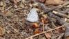 243205 – Photo : Greenlife – Madagascar