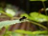 243269 – Photo : Denis Bucaille – France (60)