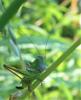 243432 – Photo : ORCHALLAN – France (44)