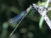 243474 – Photo : ORCHALLAN – France (44)