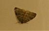 243710 – Photo : ORCHALLAN – France (44)