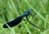 243425 – Photo : Catherine Reymonet-Smitten – France (19)