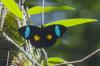 243808 – Photo : Olivier Gaubert – Guyane française