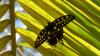 243052 – Photo : Greenlife – Madagascar