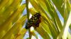 243053 – Photo : Greenlife – Madagascar