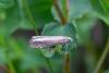 243521 – Photo : Johan Verstraeten – France (38)