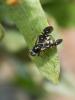 243545 – Photo : BourrinOman – France (83)