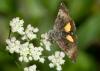 243426 – Photo : Roland Seitre – France (09)