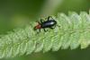 243661 – Photo : D. Martinez – Philippines