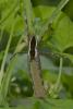 243966 – Photo : D. Martinez – Philippines