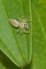 243658 – Photo : D. Martinez – Philippines