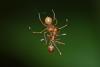 243856 – Photo : D. Martinez – Philippines