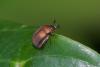 243765 – Photo : D. Martinez – Philippines