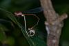 243900 – Photo : D. Martinez – Philippines