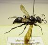 243274 – Photo : Erwann Marhic – France (20)