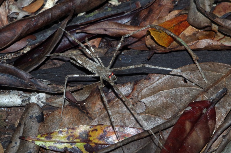 Marc Morel - Deinopis madagascarensis - réf. 243902 (800 x 530 pixels, 217 ko)