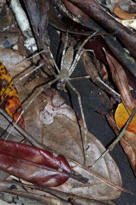 Marc Morel - Deinopis madagascarensis - réf. 243903 (530 x 800 pixels, 219 ko)