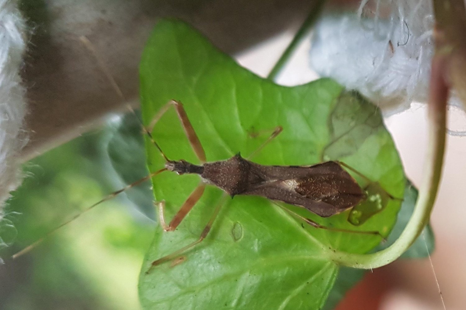 Jean-Claude AGNESE - Nagusta goedelii - réf. 243786 (1500 x 1000 pixels, 166 ko)