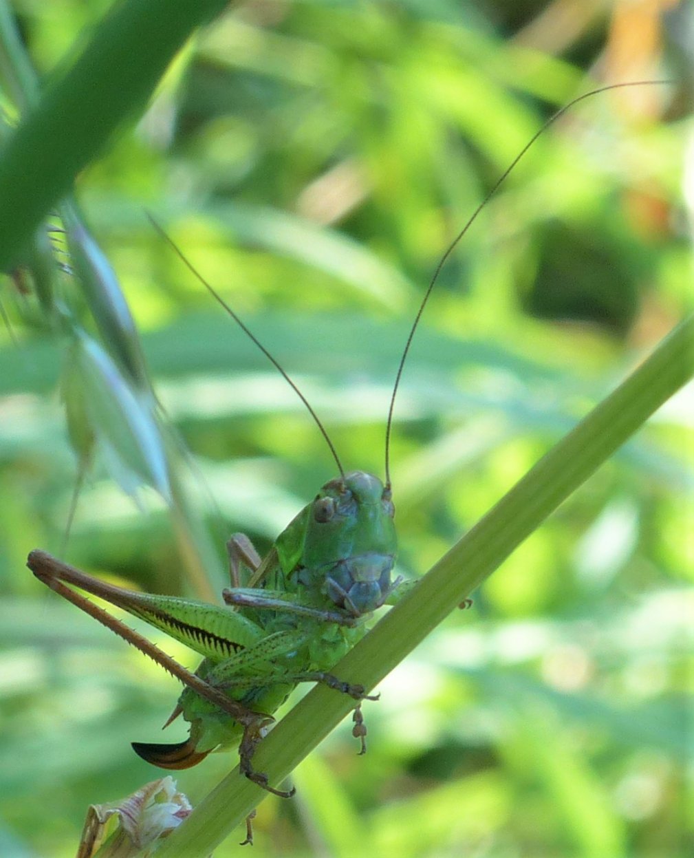 ORCHALLAN - Roeseliana roeselii - réf. 243432 (1009 x 1247 pixels, 154 ko)