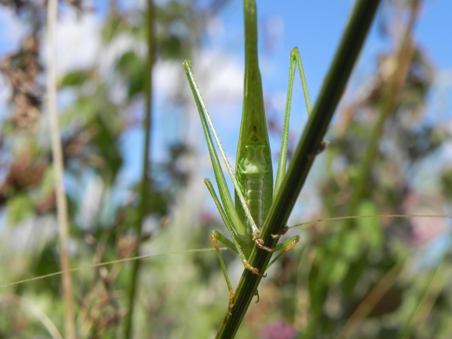florent besson - Phaneroptera falcata - réf. 243470 (1500 x 1125 pixels, 168 ko)