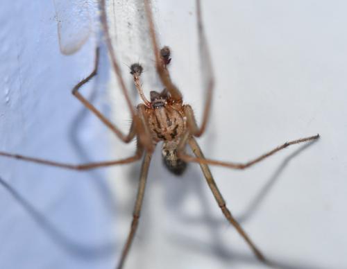 Réf. 244 404 : Eratigena sp.