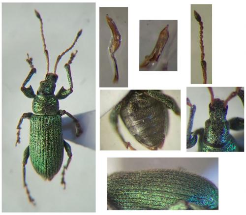 Réf. 244 380 : Phyllobius maculicornis