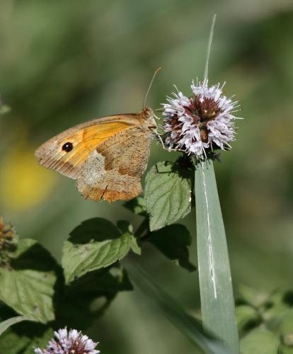 Maniola jurtina